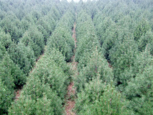 供应白皮松，油松，侧柏，冬青