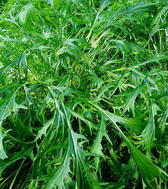 水京菜种子 阳台蔬菜 白梗千筋 京水菜种子 特菜水晶菜种子