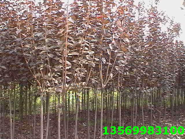 红叶李价格 红叶李批发