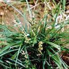 供应麦冬草 批发麦冬草