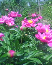 供应芍药 鄢陵芍药